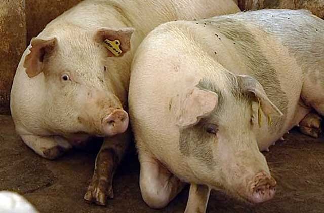 Жопастая зоофилка средних лет дала ебать свинье зоо порно видео