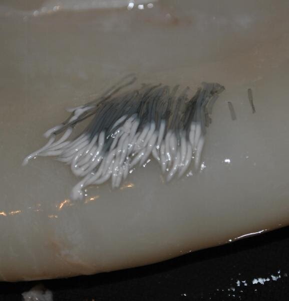 Сперматофоры 