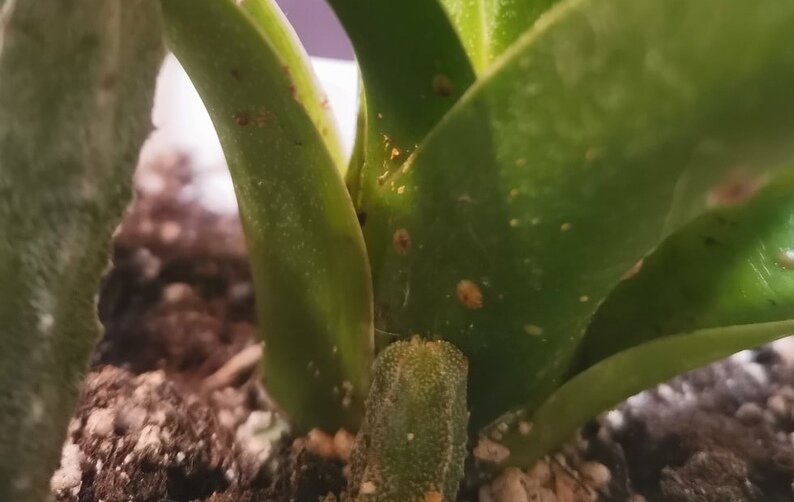 щитовка на алоэ