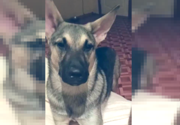 Аврора. Сейчас ей 7,5 месяцев | Фото из дома