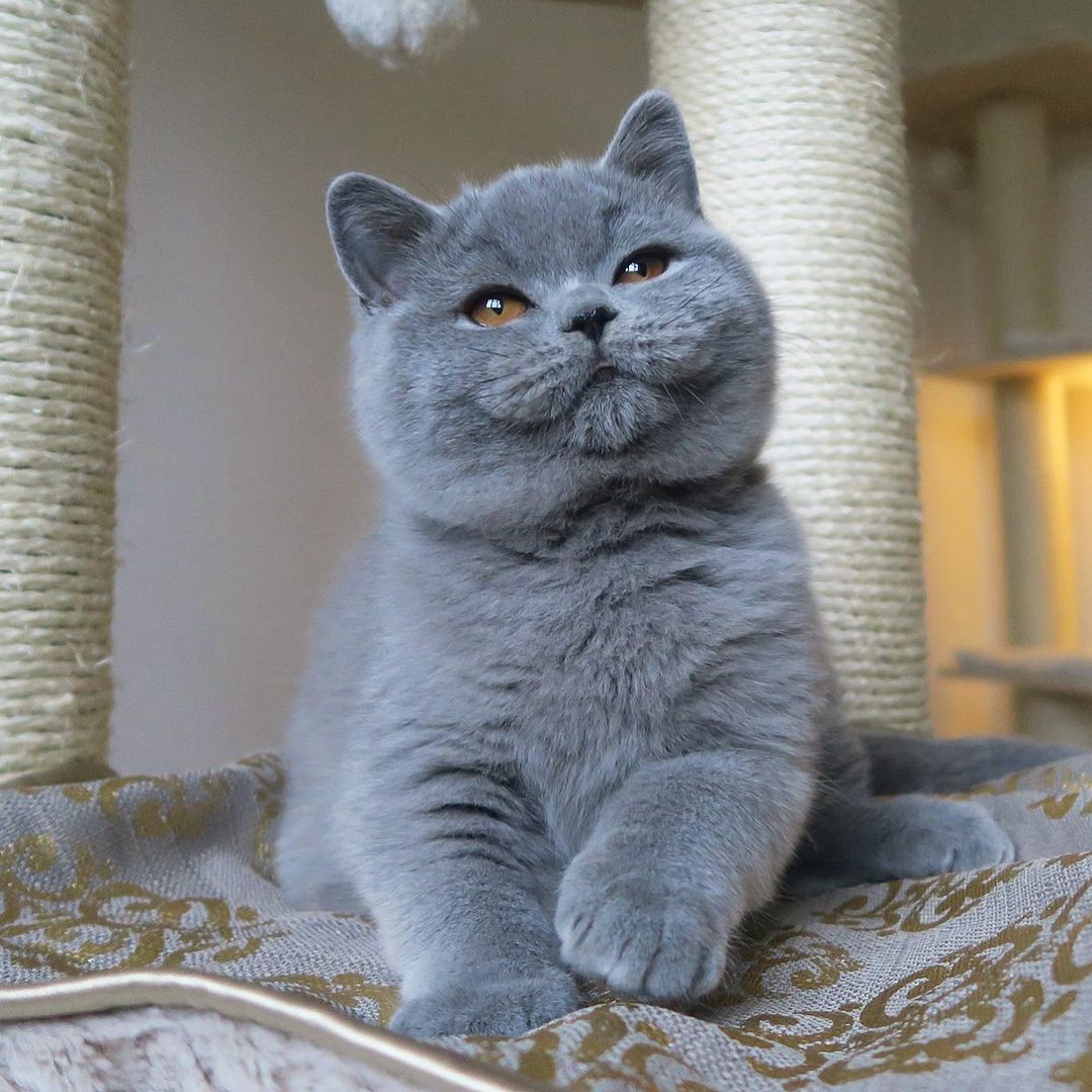 Кошка british shorthair. Британская короткошёрстная кошка голубая. Британская короткошёрстная кошка шартрез. Шотландская голубая кошка прямоухая. Шотландская голубая кошка прямоухая короткошерстная.