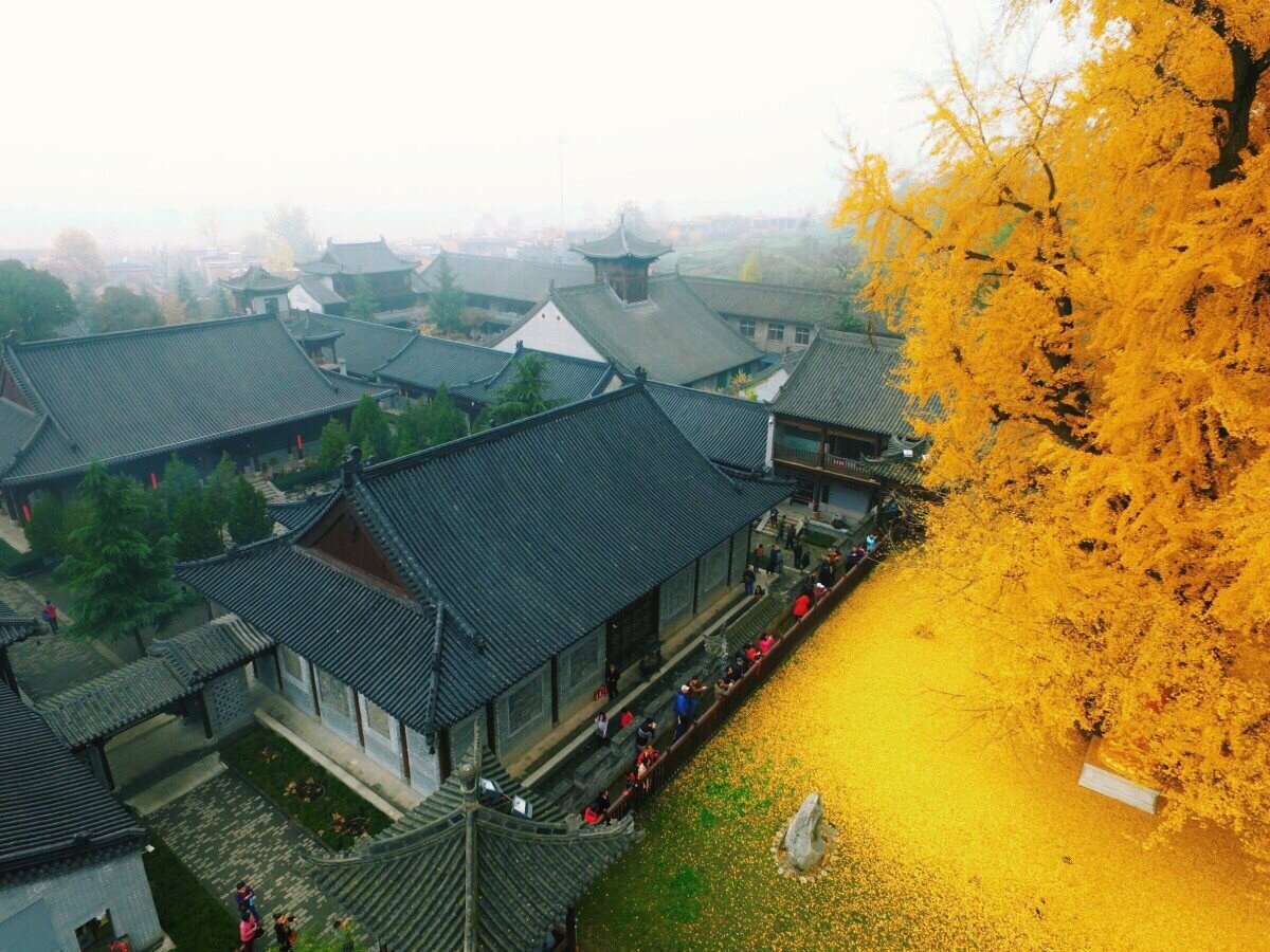 1400-летнее дерево гинкго: захватывающее шоу золотого листопада