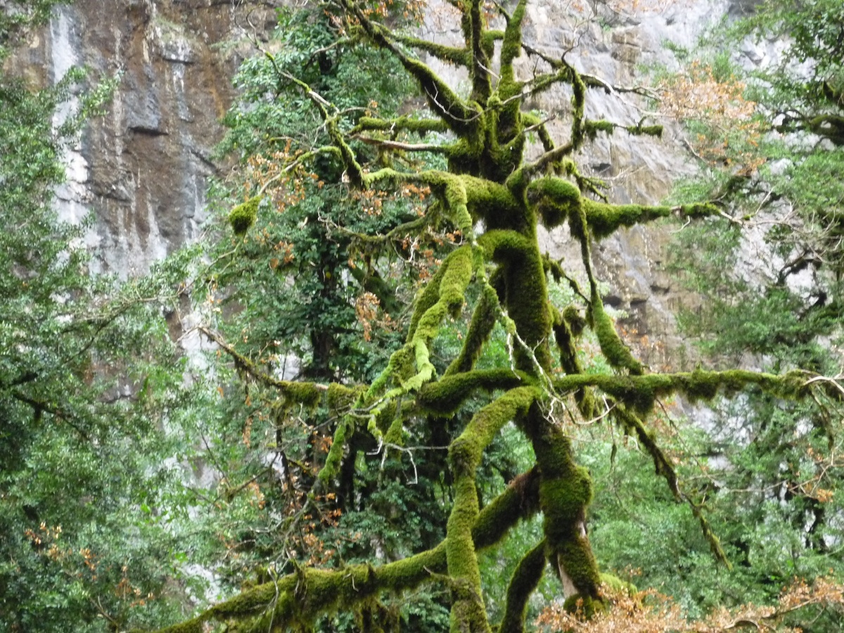 Абхазия. В горах Бзыбского хребта.