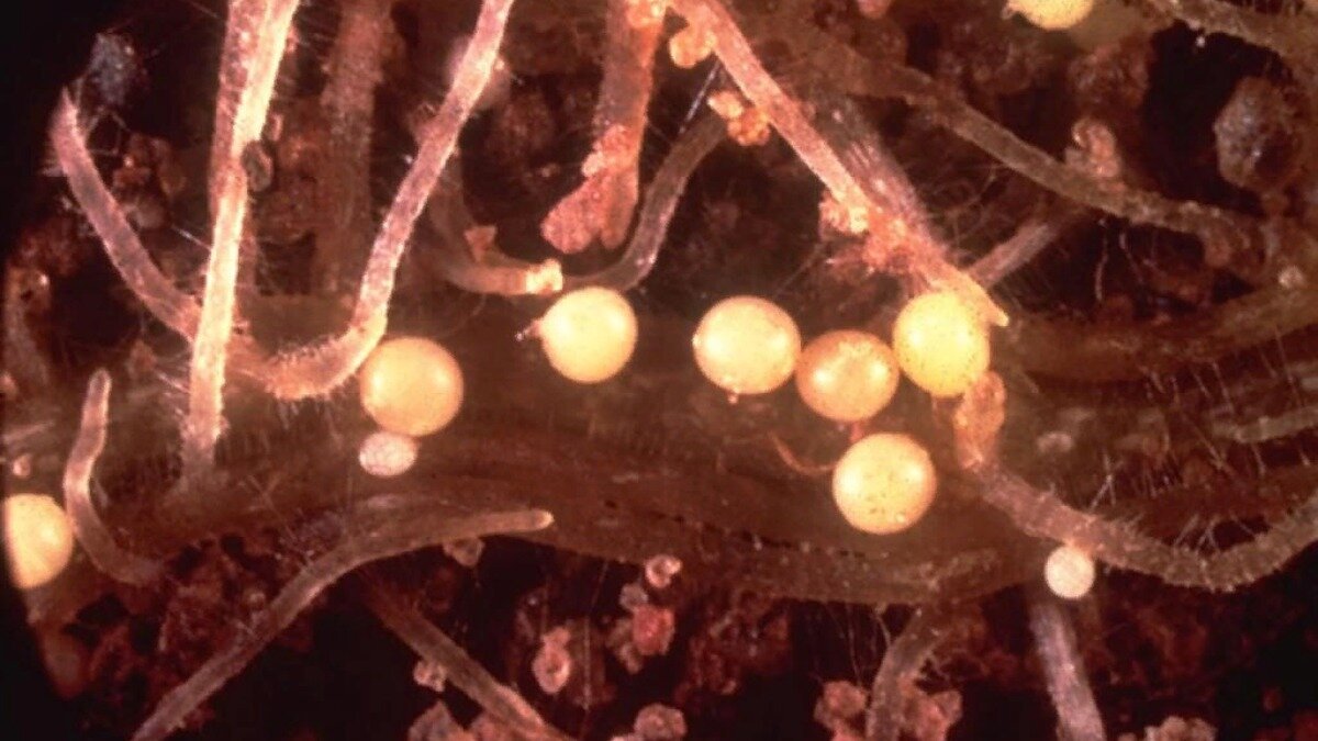  Фото: pbs.twimg.com