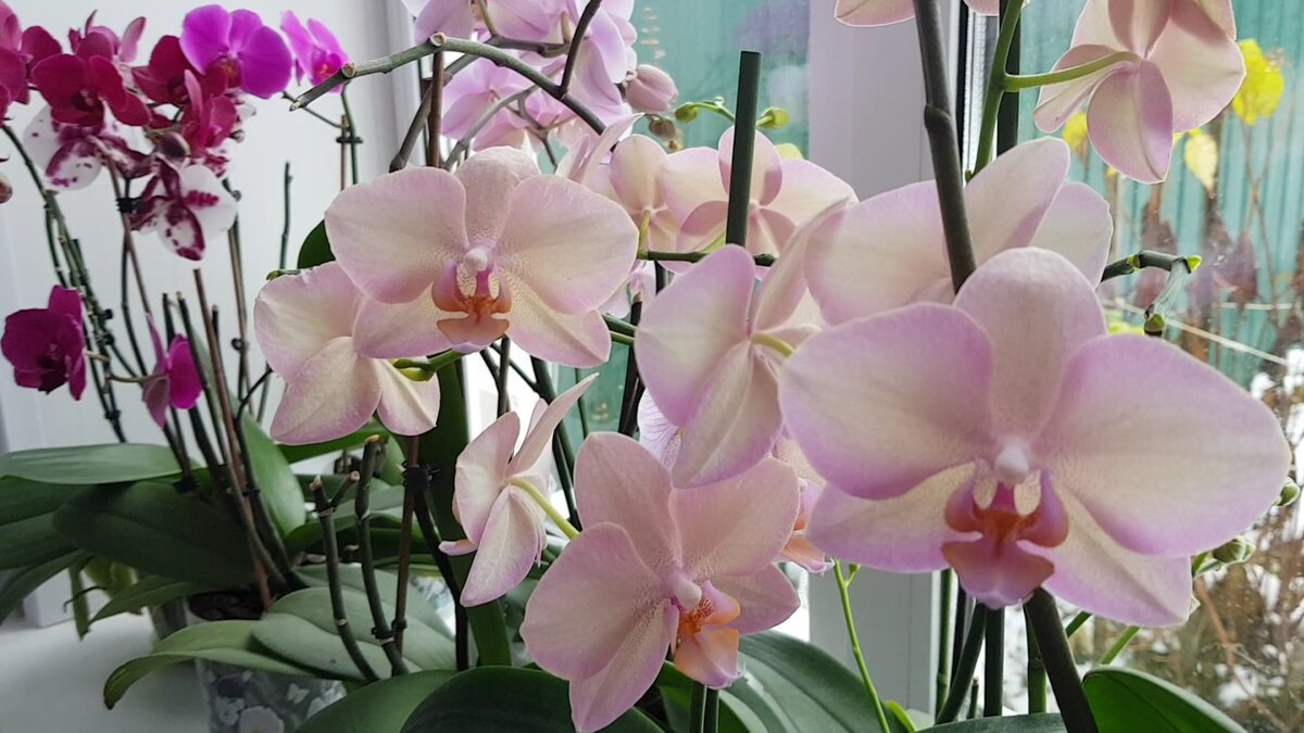 Орхидеи на моём окне