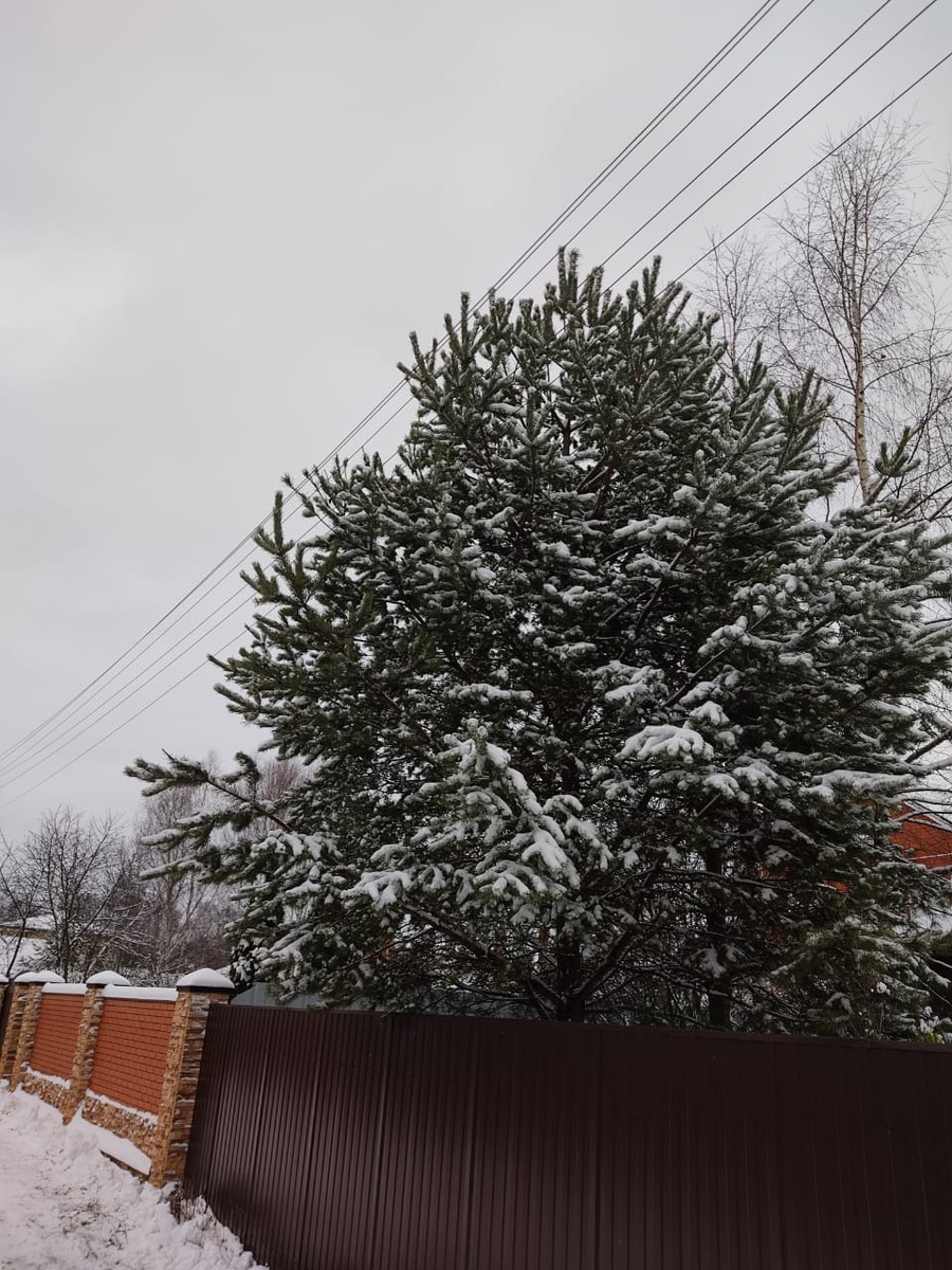 фото садовода нашего СНТ, которую мне прислали в вацап