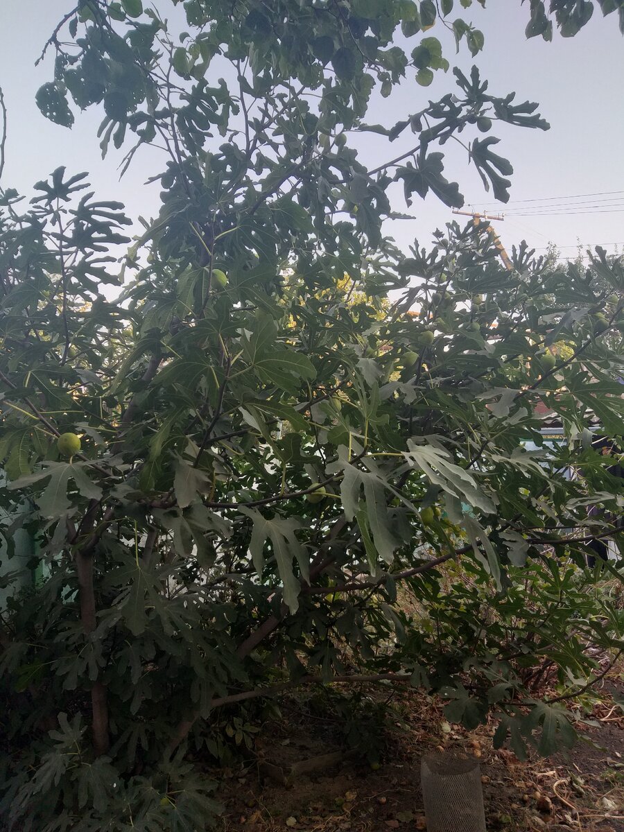 Куст инжира, высота 3,5 метра