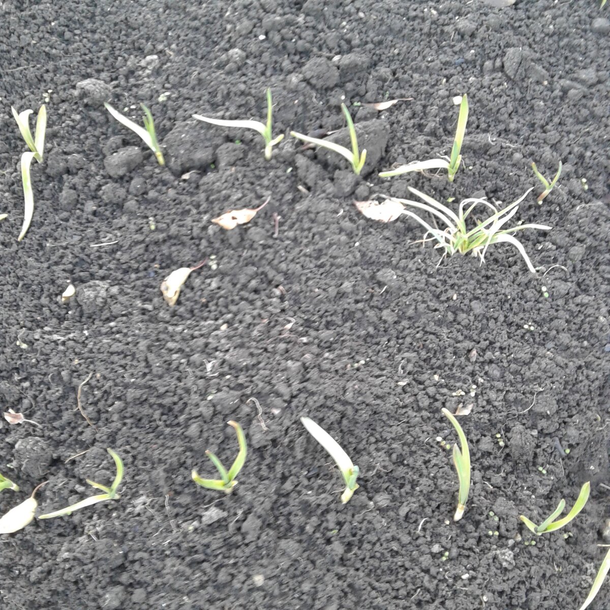 Сегодня 27 ноября 2020 г, ночью был морозец