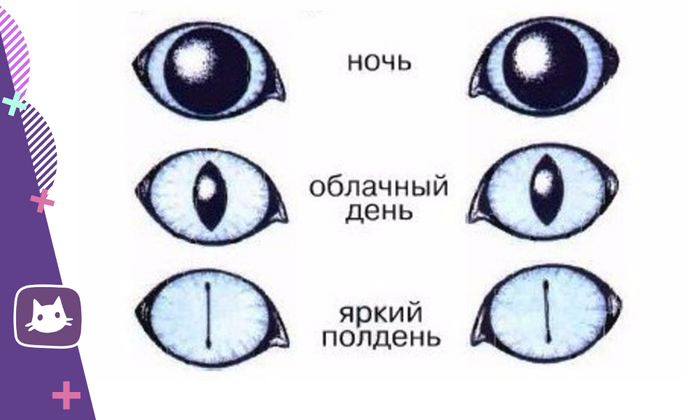 Типы и количество глаз. Строение глаза кошки. Строение кошачьего глаза. Зрачок кошки. Как устроен глаз кошки.