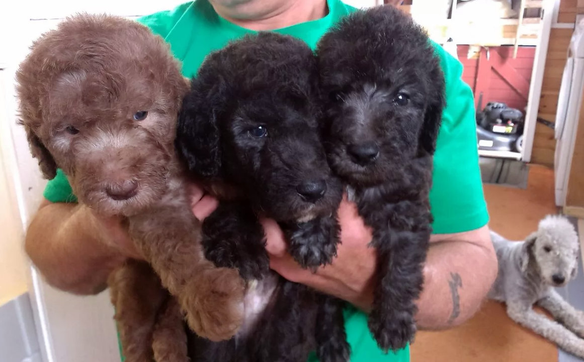 Щенки бедлингтона печеночного и голубого окраса (перецветут с возрастом) https://goo.su/3bBP