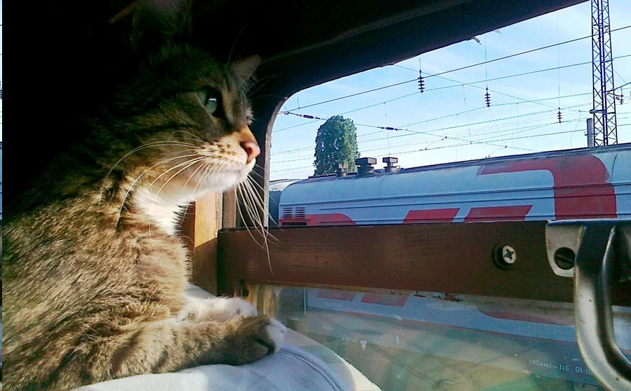 Это не наш, картинка из Интернета понравилась)