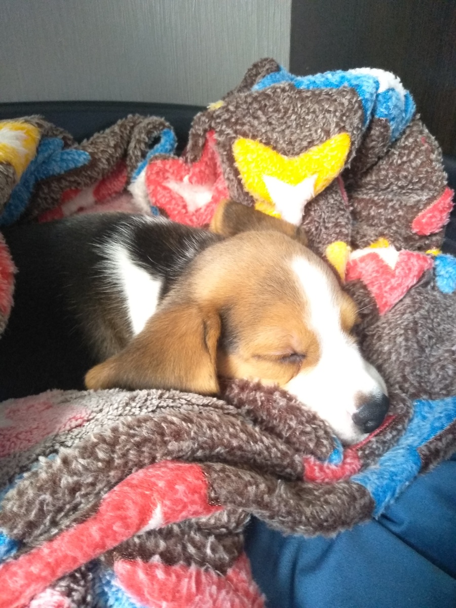 Только привезли домой