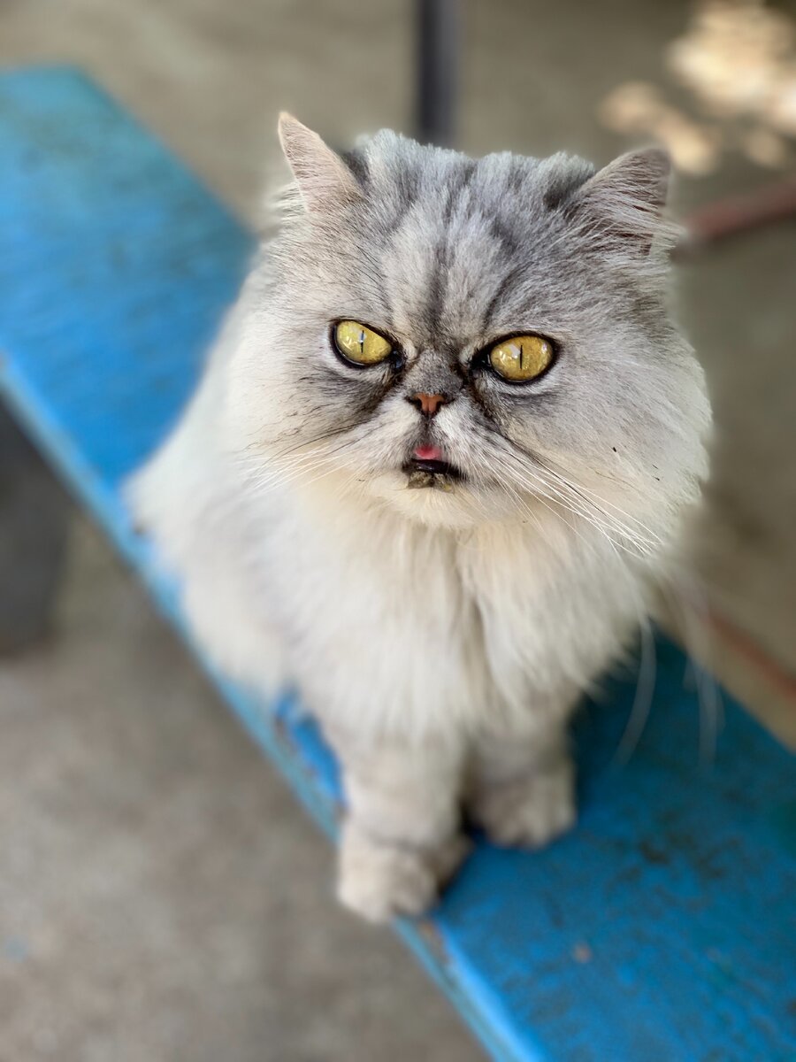 лимонные очи 