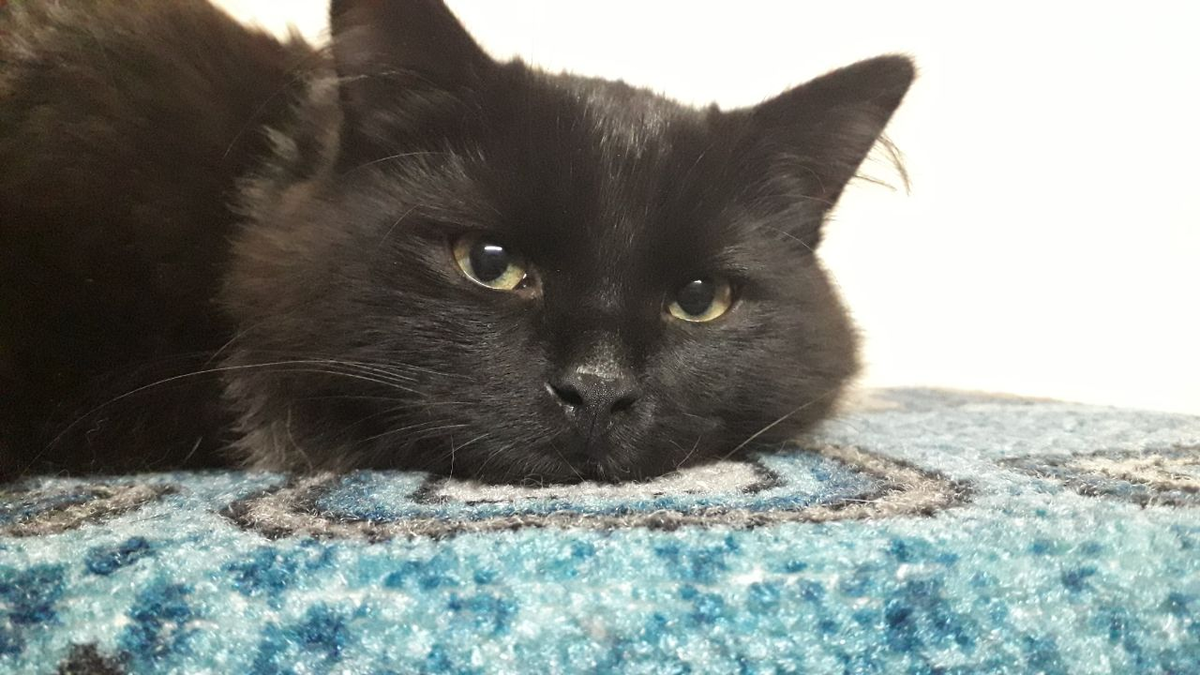 ...а Вечер обожает погонять плюшевую мышь по ковру и поспать с нами на кровати!