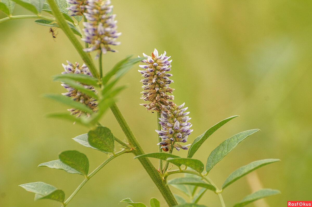 Солодка трава. Солодка, лакричник (Glycyrrhiza),. Корень солодки растение. Солодка Уральская (Glycyrrhiza uralensis). Лакричник обыкновенный.