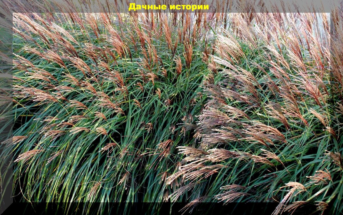 Мискантус китайский Gracillimus. https://vk.com/photo-159774511_457244919