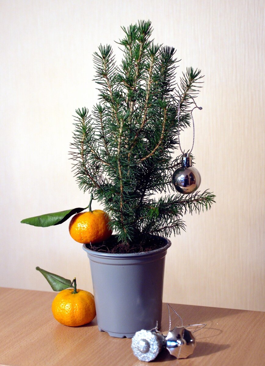 Кипарисовик