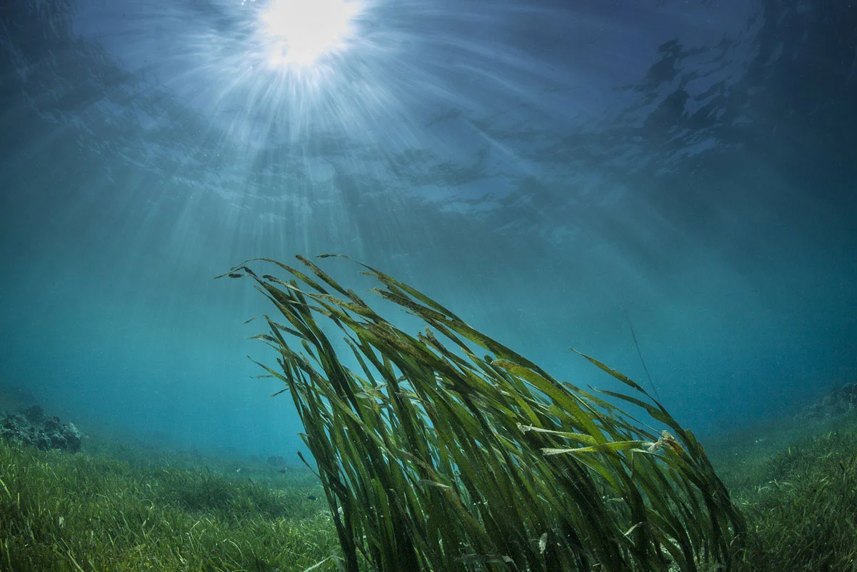 Высокое водное. Водоросли. Водоросли в океане. Морское дно водоросли. Океанские водоросли.