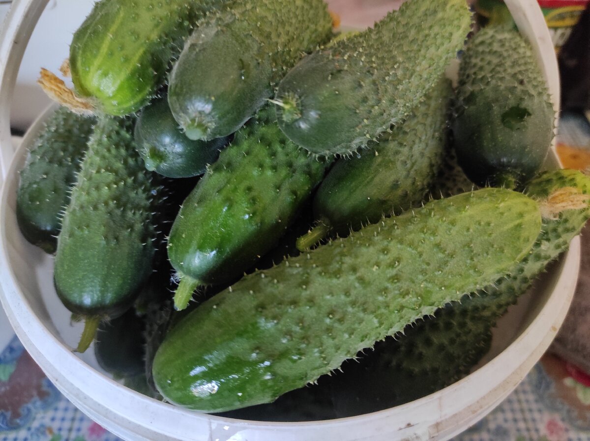 Огурцы Амур F1.