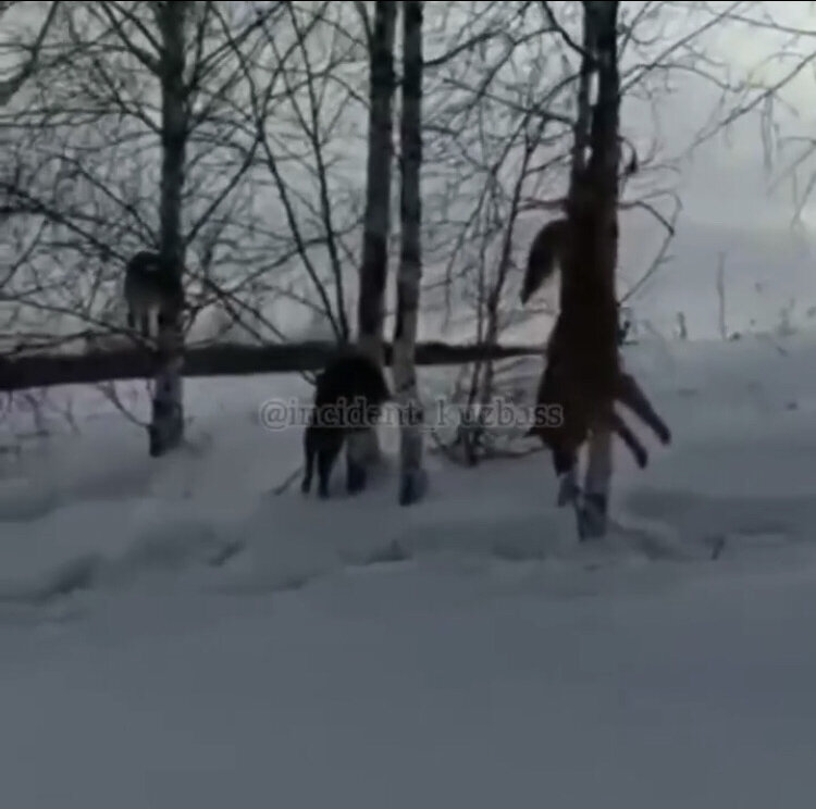 «Этот фермер держит большое поголовье овец, а вчера утром, зайдя в загон, он увидел, что эти собаки загрызли у него семь из них. Он вернулся в дом за ружьём и застрелил псов, а так как не знал, чьи они и откуда, развесил их на деревьях в назидание хозяевам, так сказать».