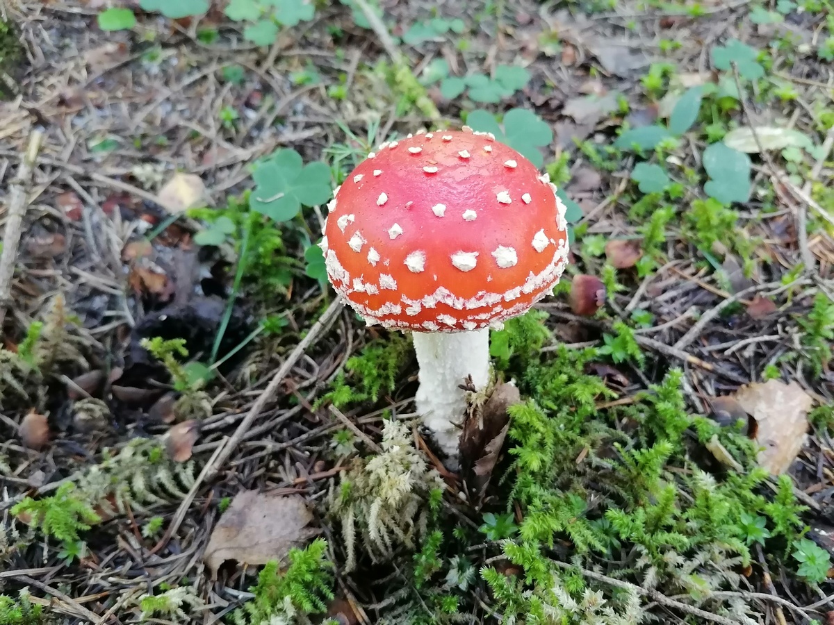 Красавец-мухомор