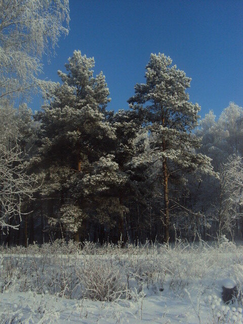 в окрестностях моей дачи (здесь и далее - фото автора)