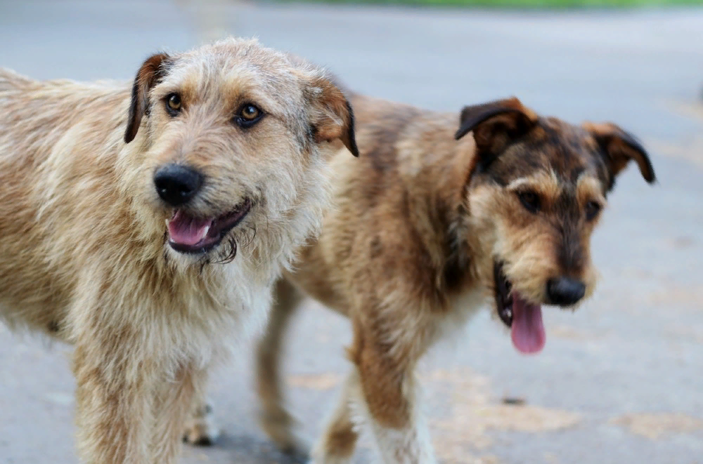 фото старый пес большой. старая овчарка. п. стар пес 7. злой пес.