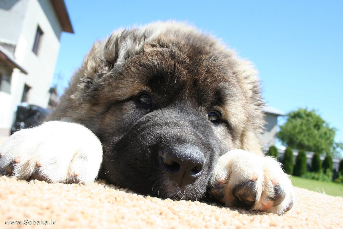 Картинка из сети интернет для иллюстрации