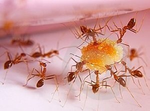 Завелись маленькие муравьи на кухне – что делать мы сегодня расскажем. Появление на кухне таких непрошенных гостей, как муравьи, вряд ли порадует кого-нибудь.