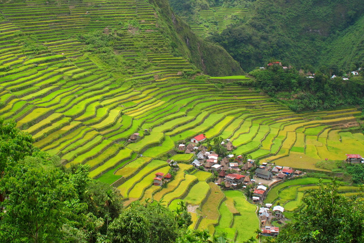 рисовые террасы в индонезии