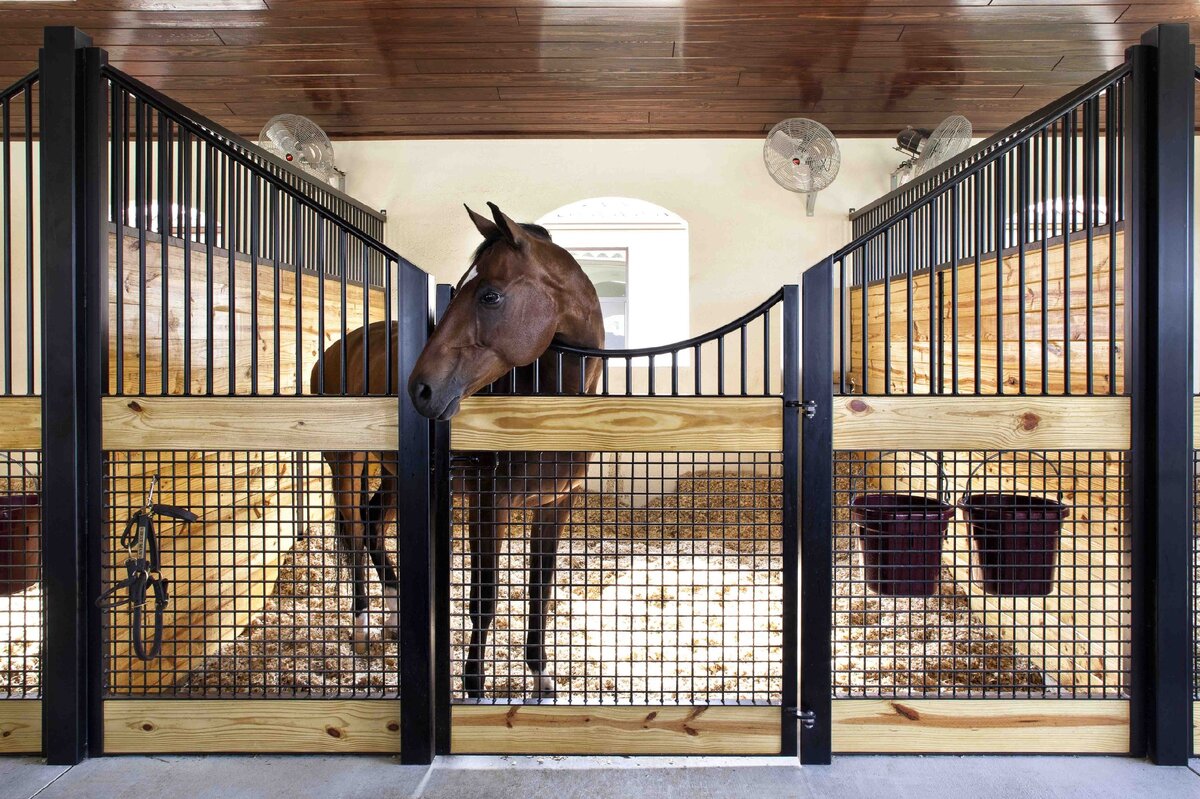 Стандартное денниковое содержание лошадей