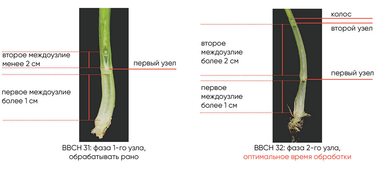 Кукурузы рецессивный ген укороченные междоузлия находится. Фаза формирования второго междоузлия озимой пшеницы. Первое междоузлие озимой пшеницы. Междоузлия озимой пшеницы фаза формирования. Фаза второго междоузлия на пшенице.