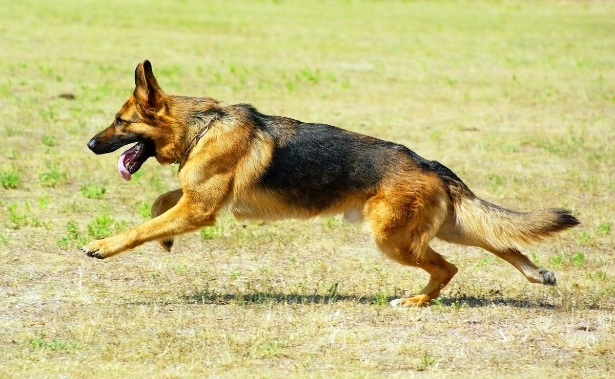 Сила и выносливость