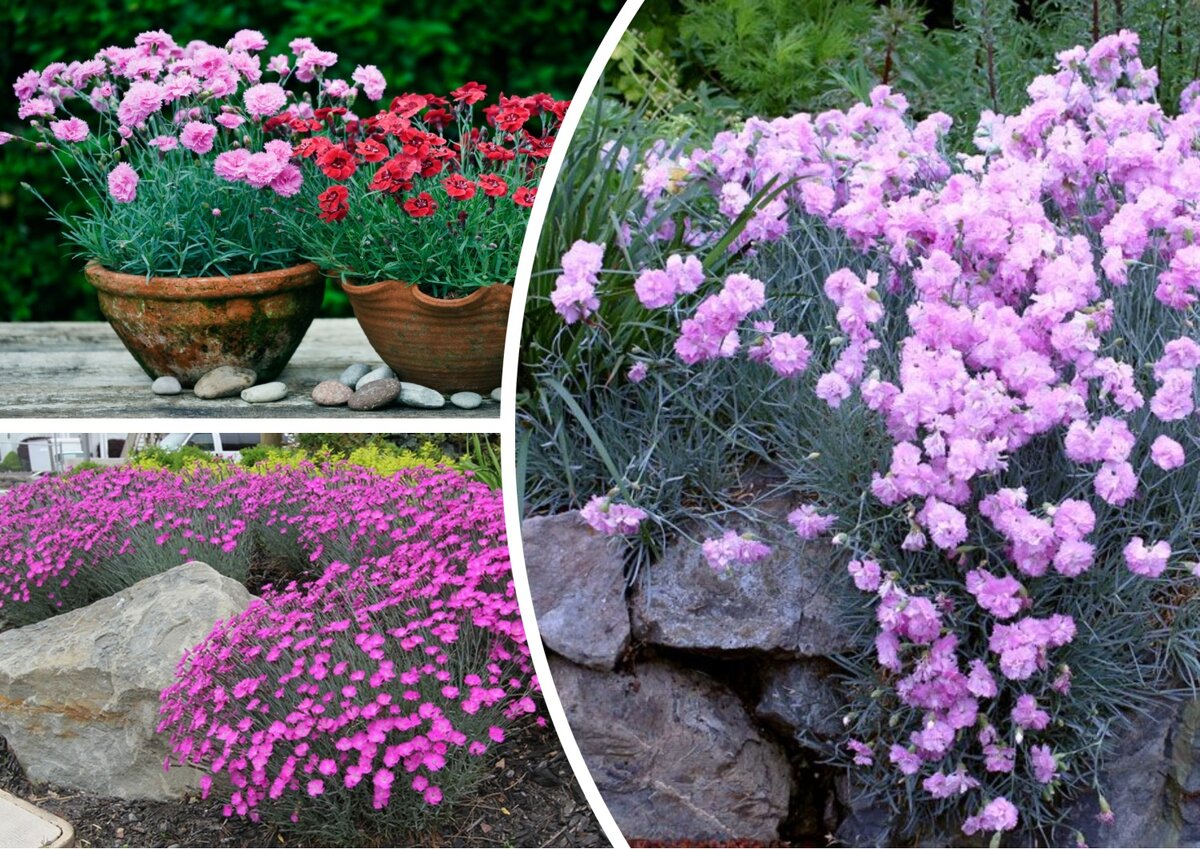 Гвоздика (Dianthus)