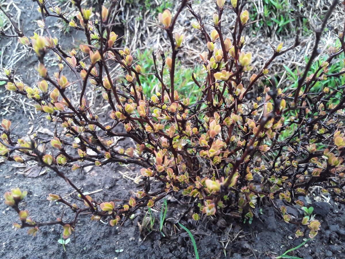Барбарис Тунберга, сорт Admiration в апреле