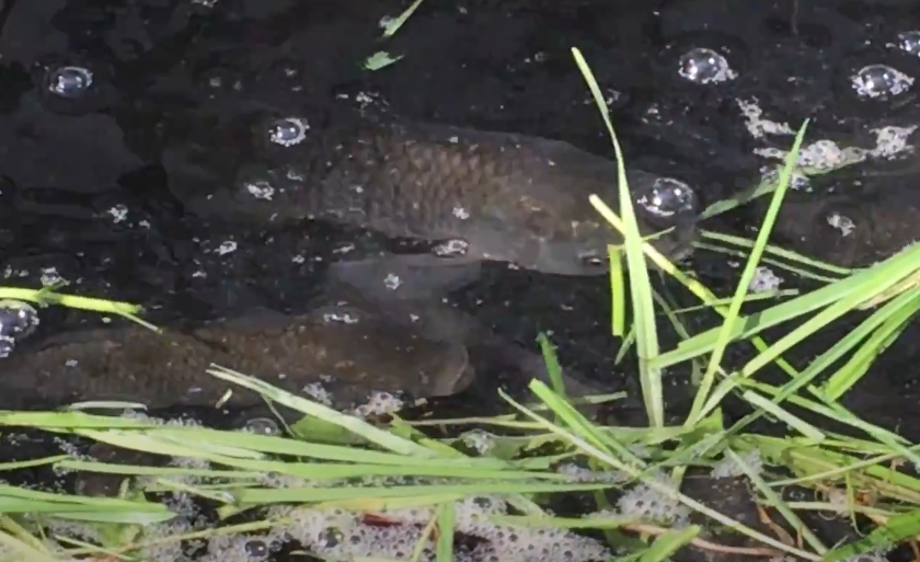 "коровы" на пастбище