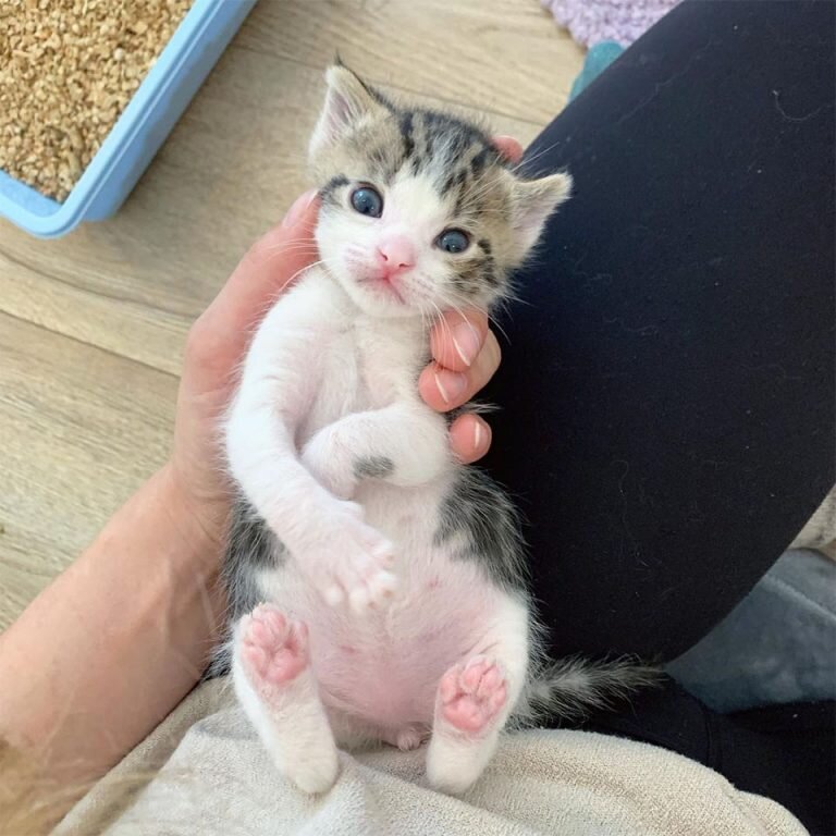 Тоби. Источник фото: https://srabigotes.com/gatito-recien-nacido-rescatado-frio-ronronear/