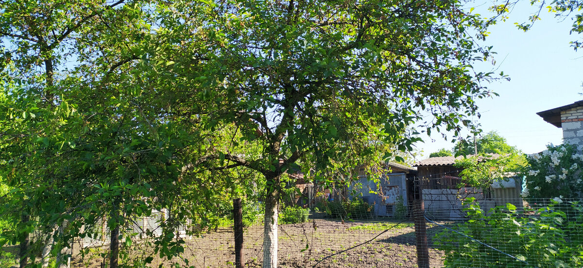 Черешня около забора.
