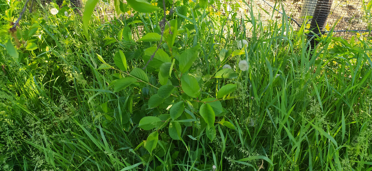 Поросль черешни.
