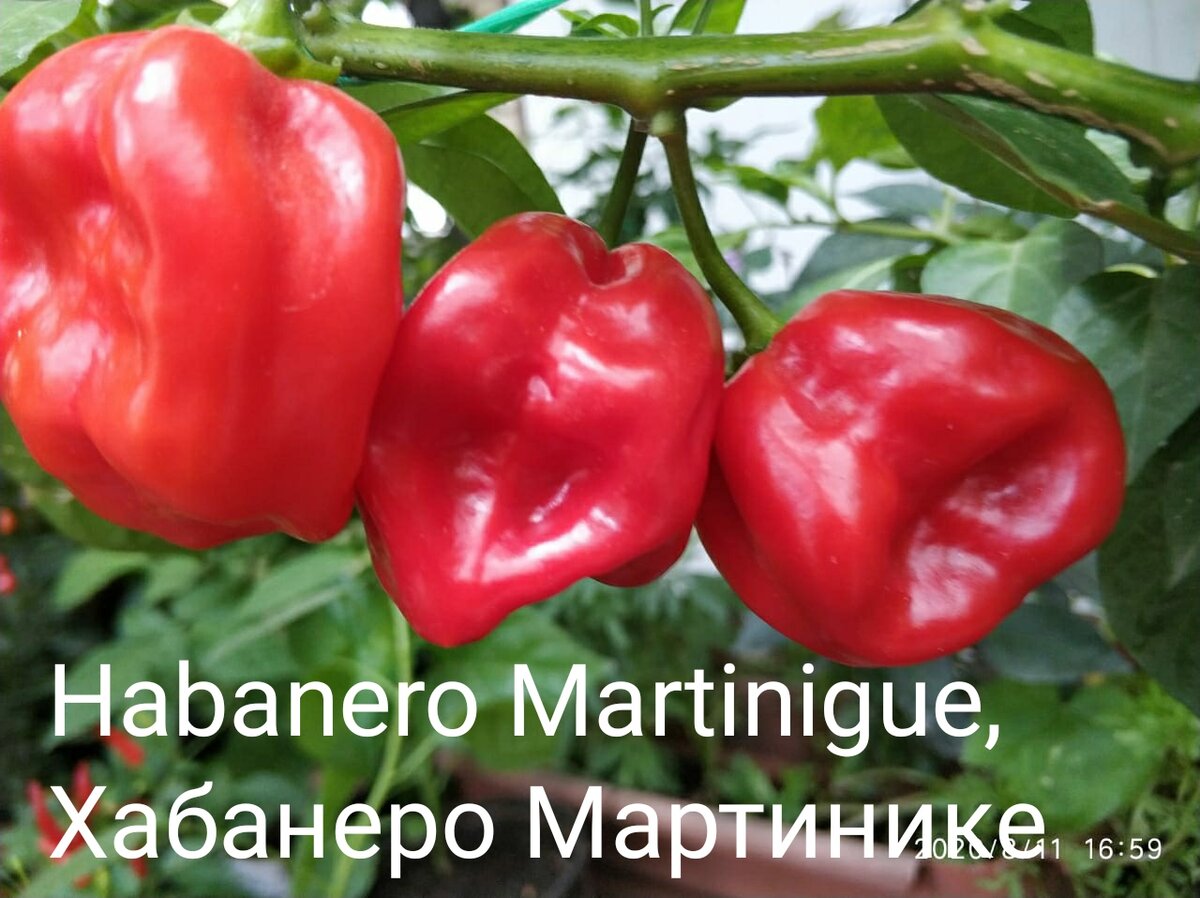 Острый перец наш герой. Коллекция острого перца