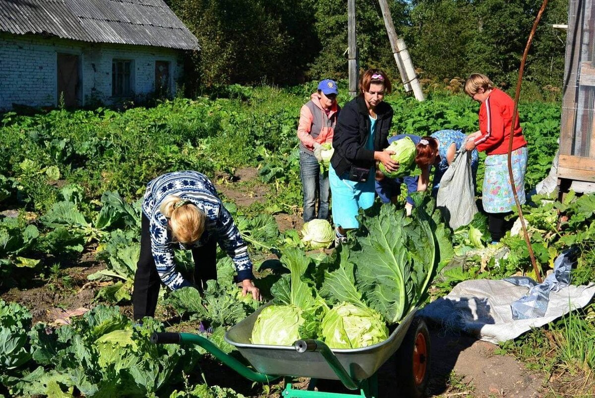 Сбор урожая в огороде