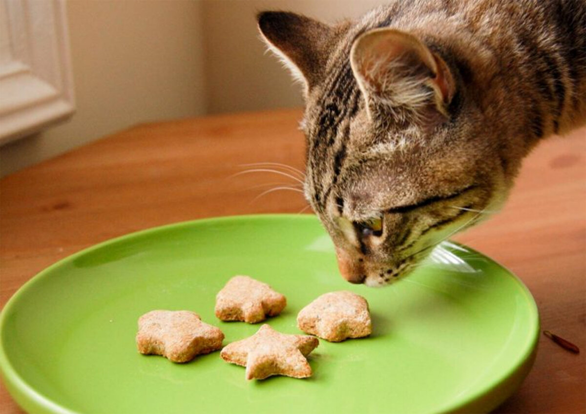 Что ест кошка в домашних условиях. Еда для кошек. Угощение для кошек. Вкусняшки для котов. Кошка кушает.