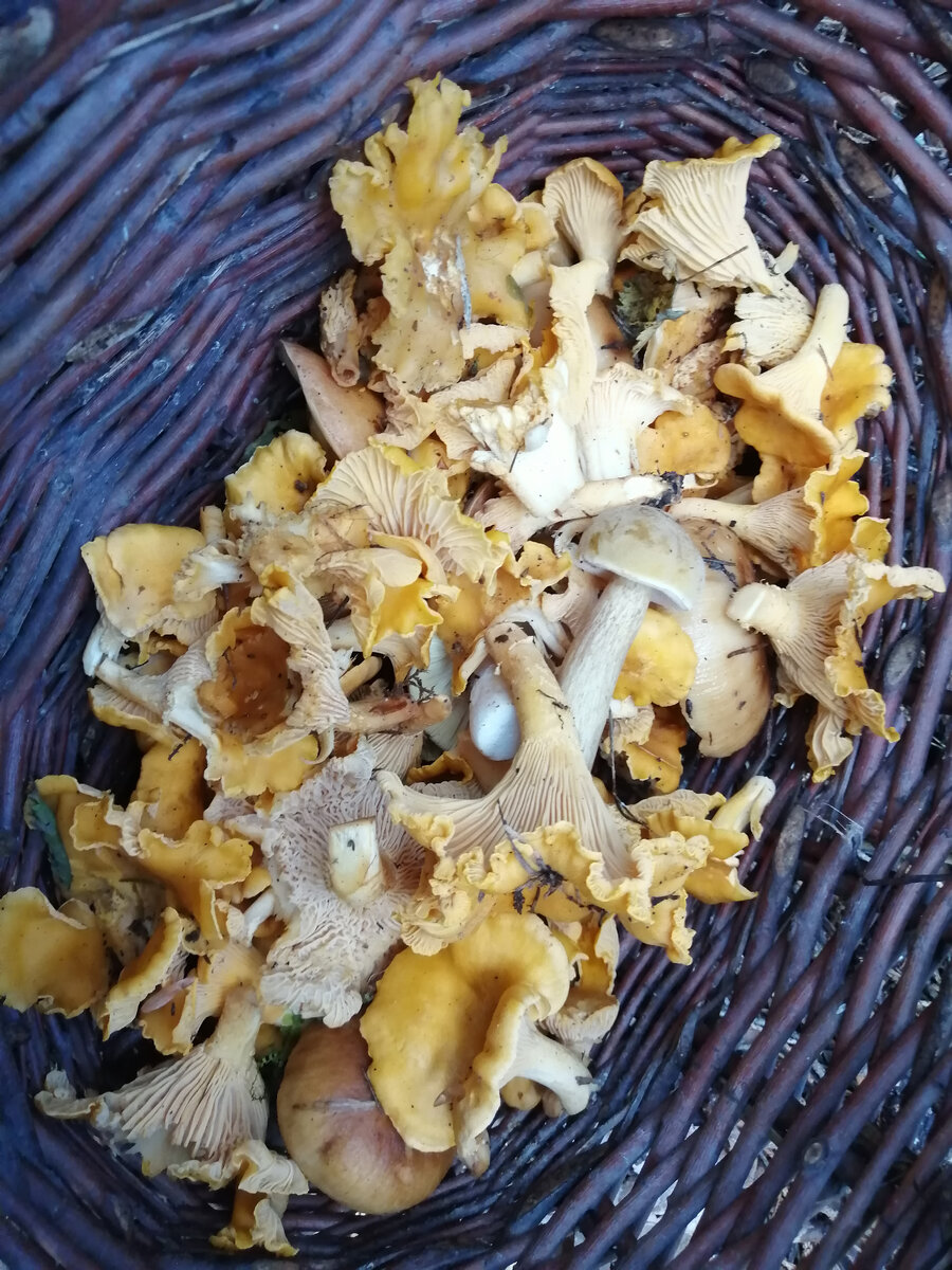 Грибы, собранные автором. 