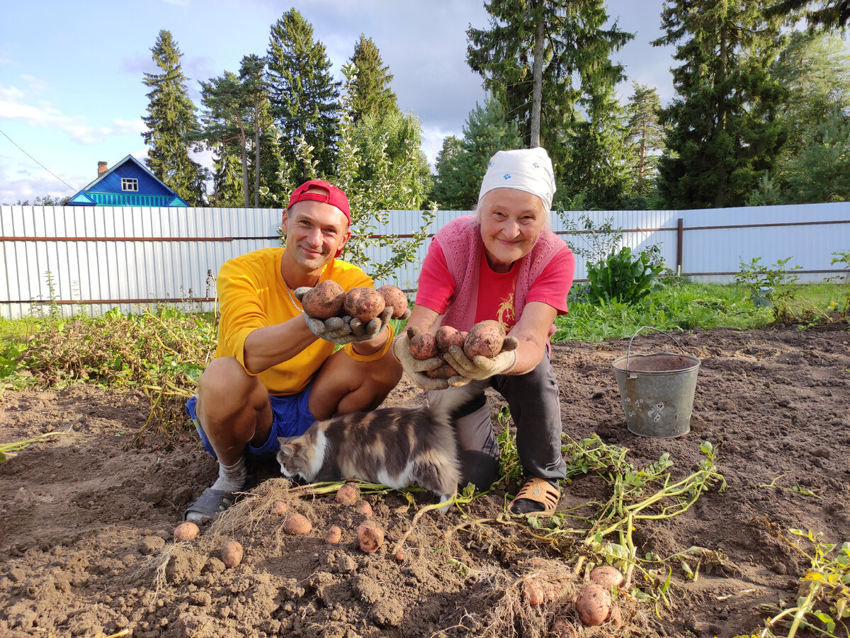 Все фото - автора. Сбор урожая