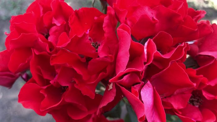 Роза Кримсон Мейдиланд