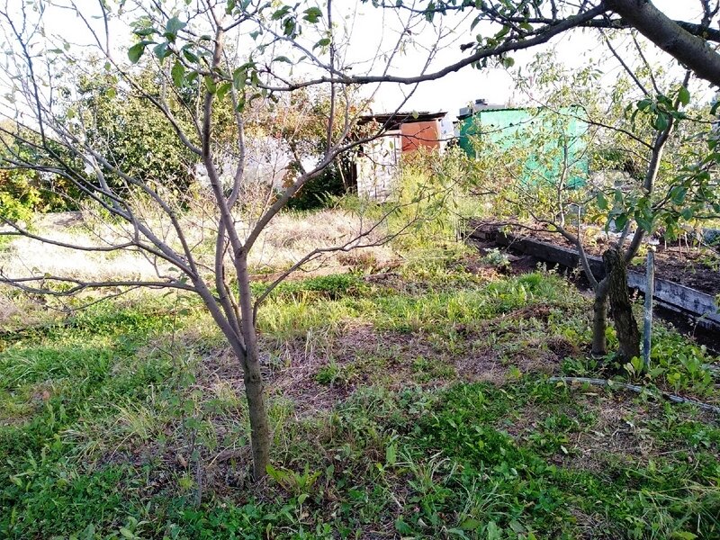 Обычные сливы