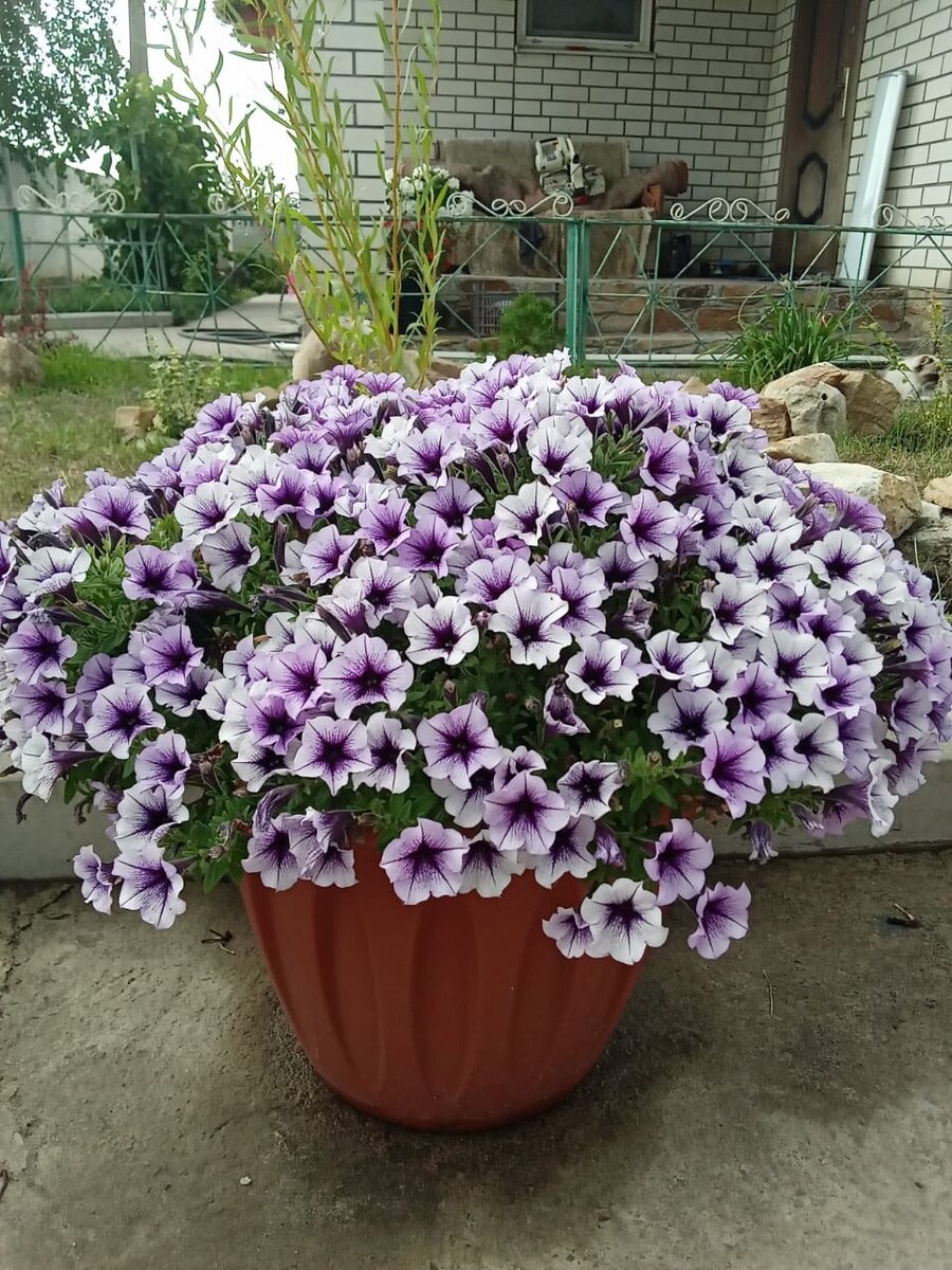 Литлтуния Blue Vein, конец августа (фото автора)