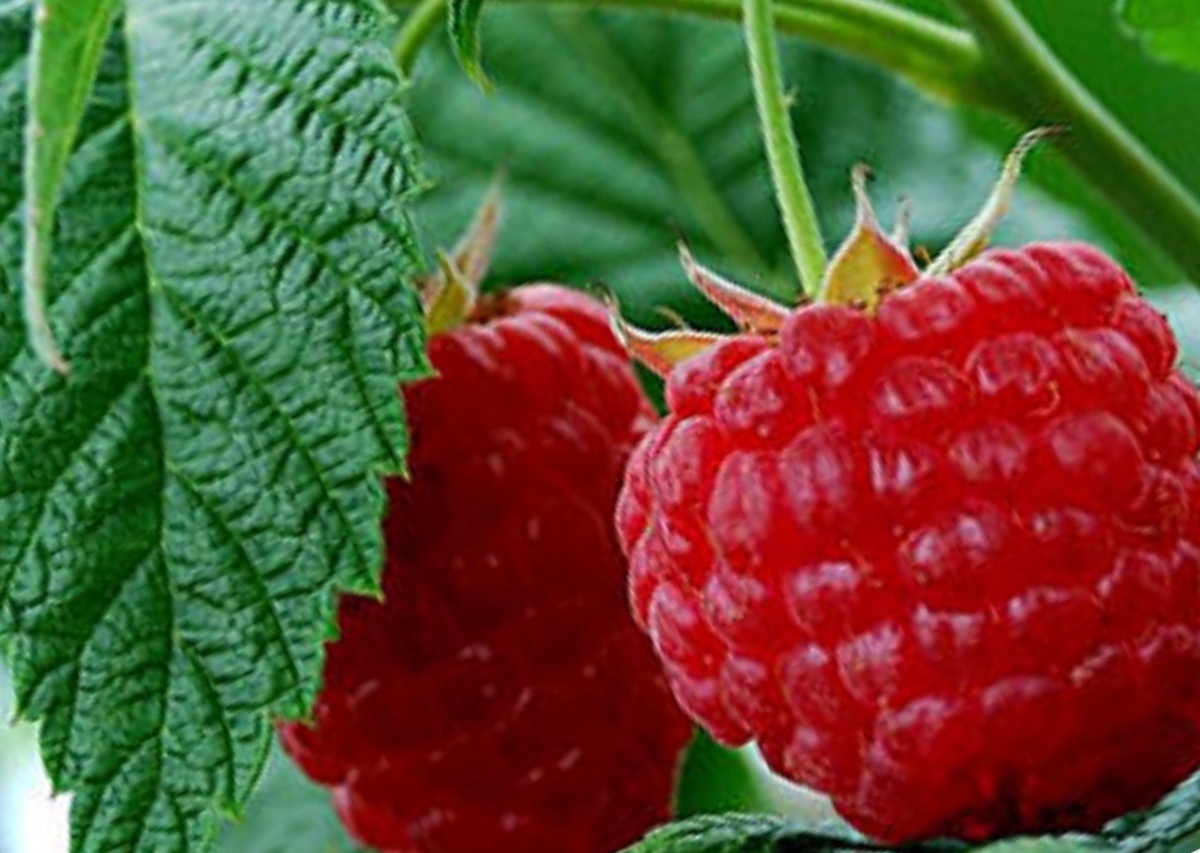 Метеор ранний сорт малины