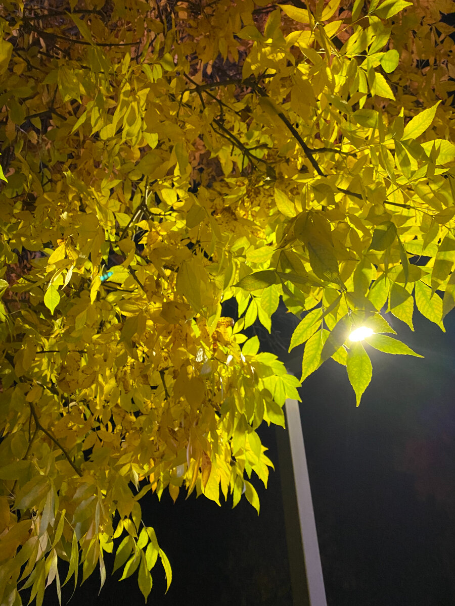 Личный архив. 