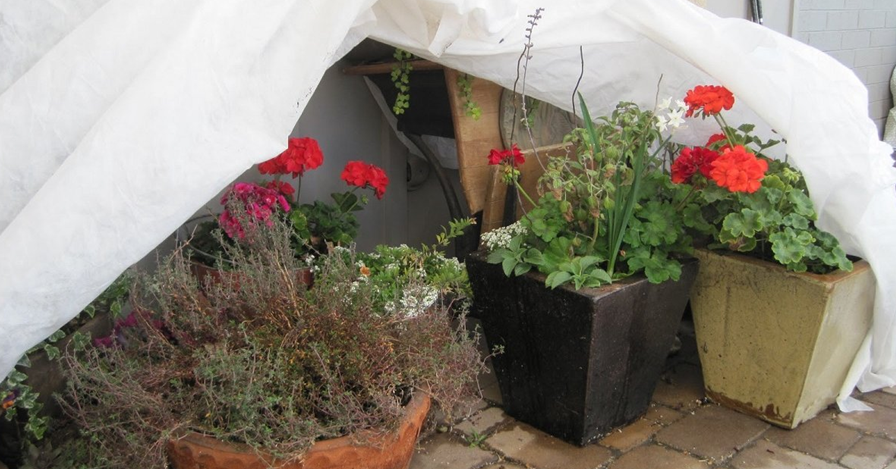 Многолетники, зимующие у стены дома под укрывным материалом. Фото с https://twitter.com/